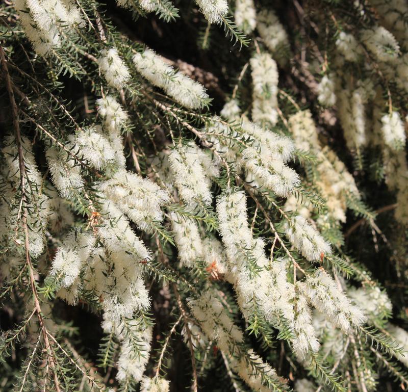 Melaleuca