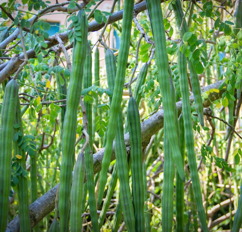 Moringa oleifera