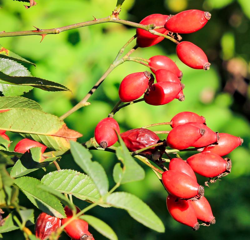 Rosa canina