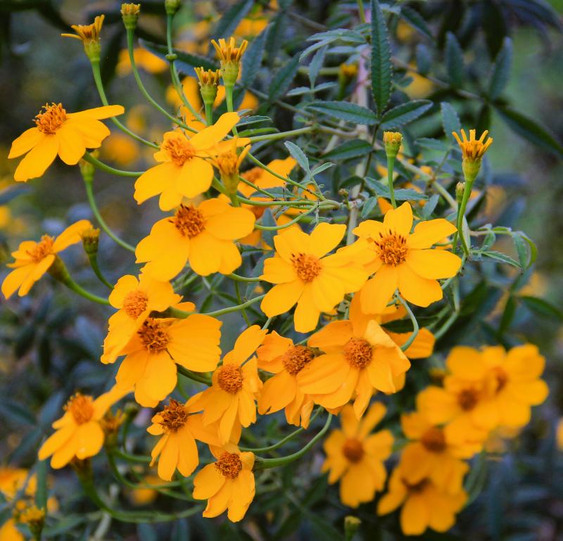 Tagetes lemmonii