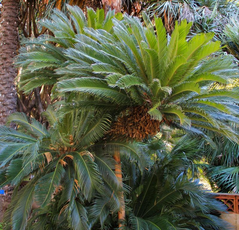 Cycas