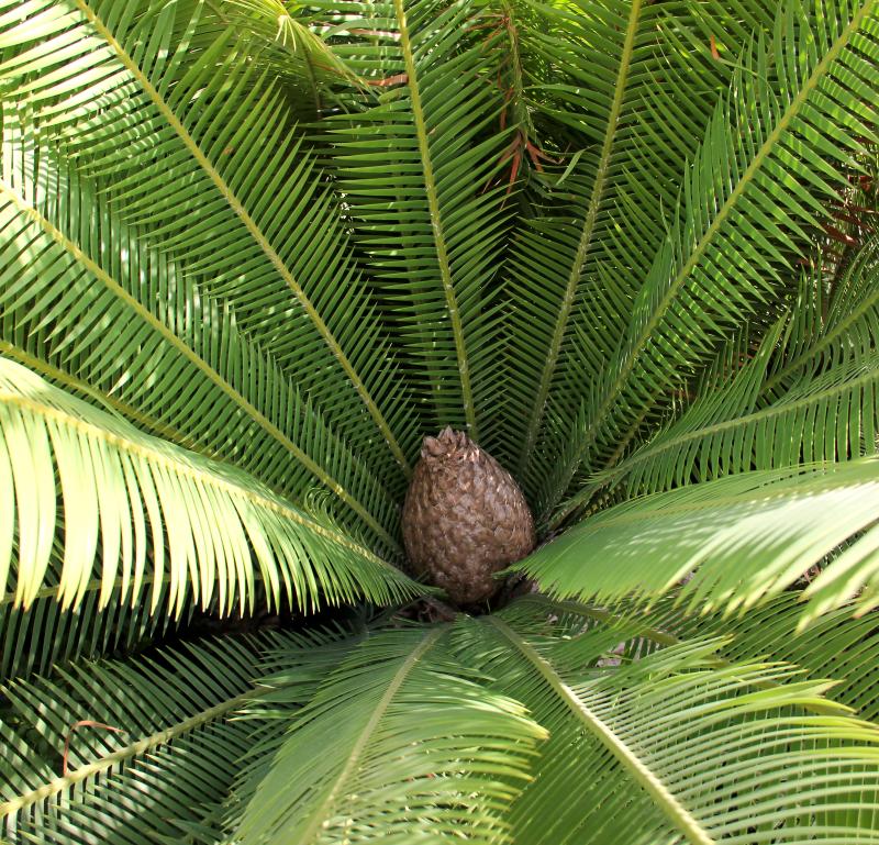 Dioon edule