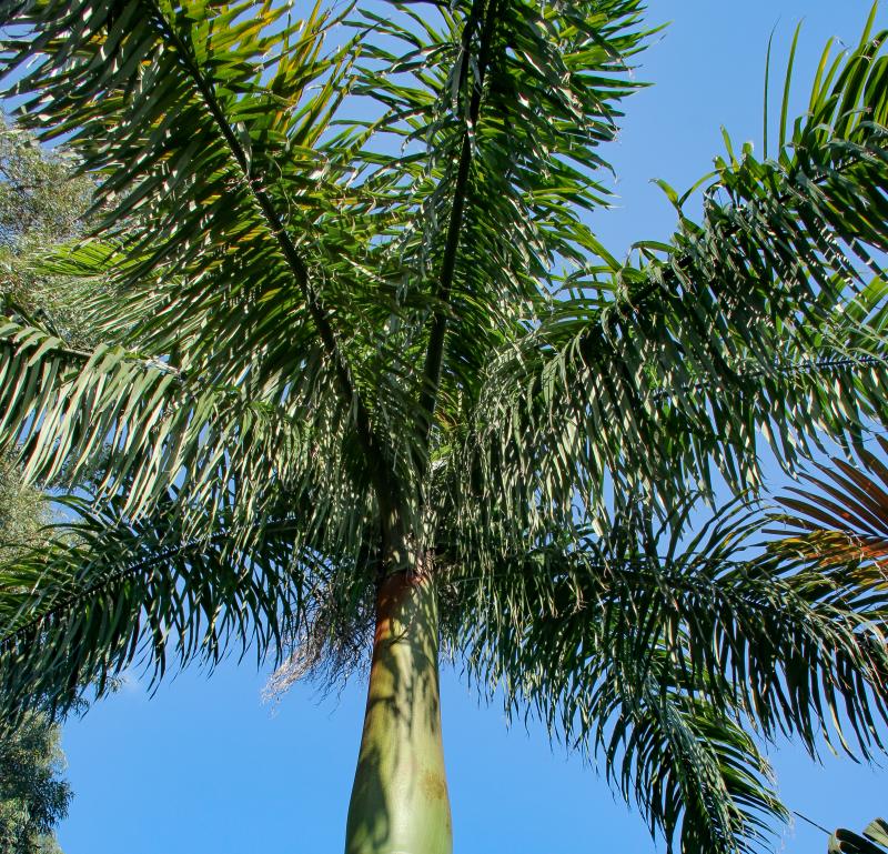 Roystonea regia