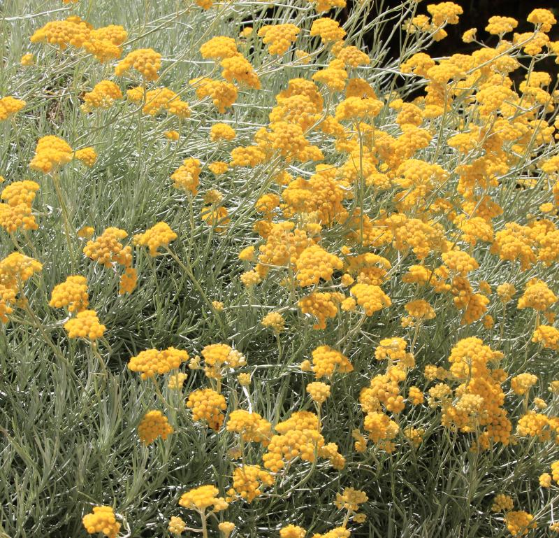 Helichrysum panormitanum