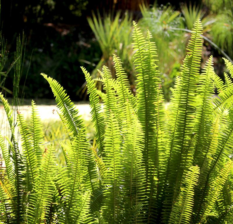 Nephrolepis cordifolia