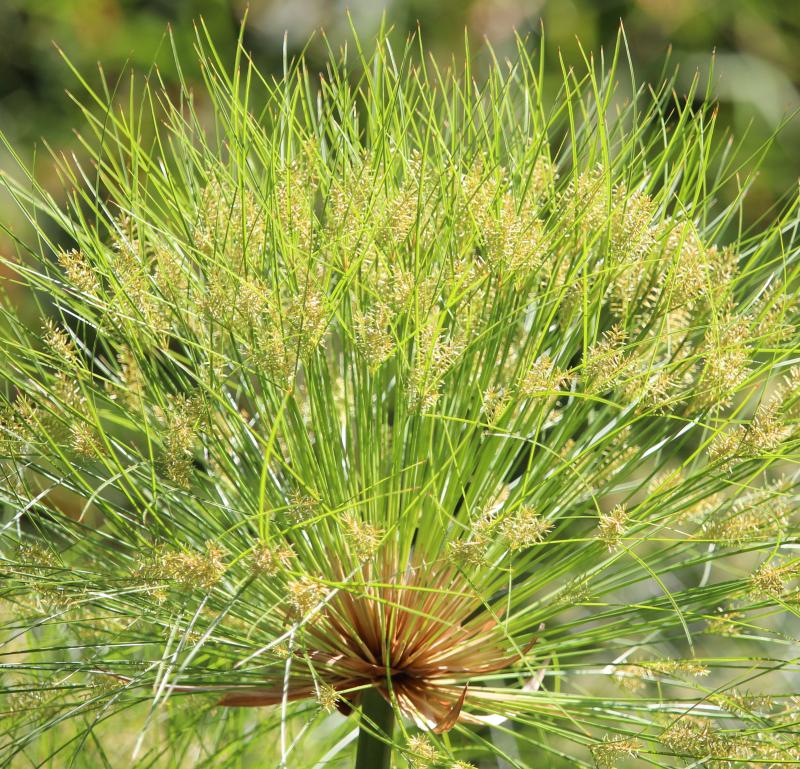 Cyperus papyrus