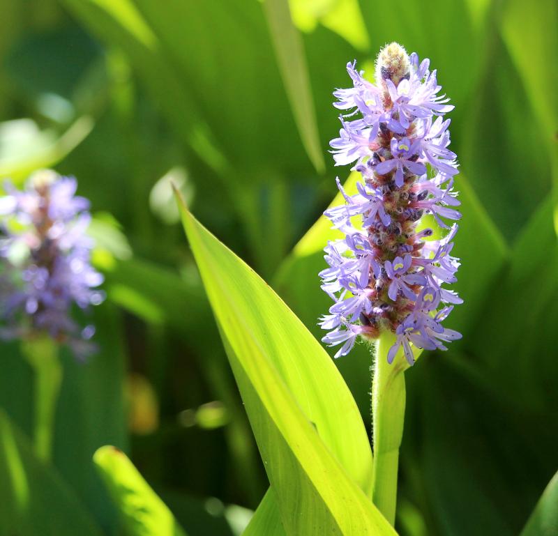 Pontederia cordata