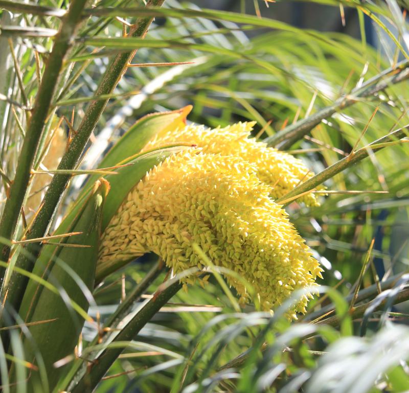 Phoenix roebelenii