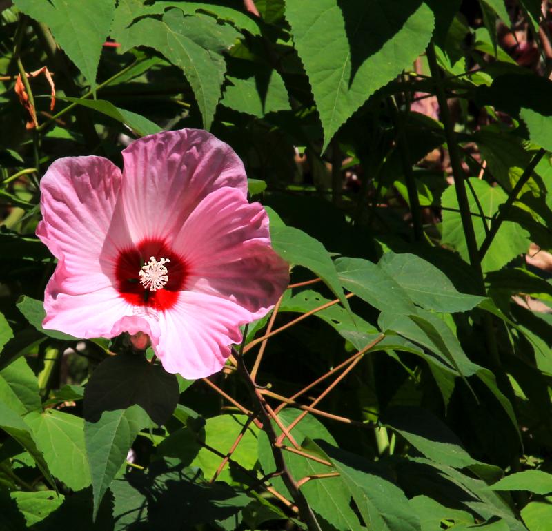 Hibiscus moscheutos