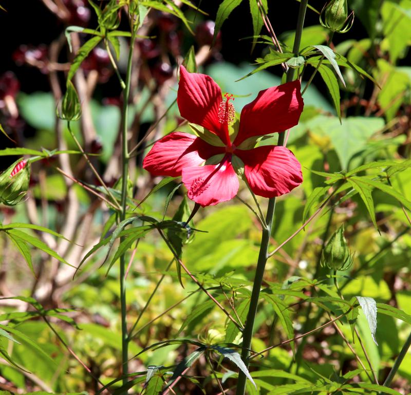 Hibiscus coccineus