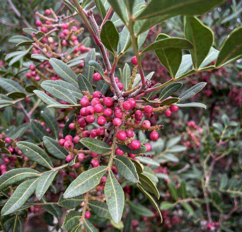 Pistacia lentiscus