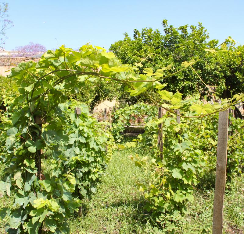 Vigna del Gallo