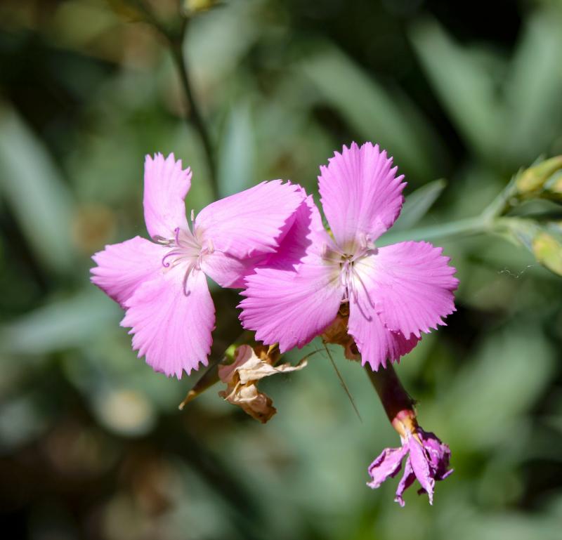 Dianthus rupicola