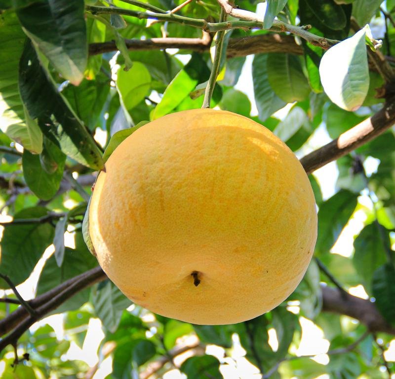 Pomelo