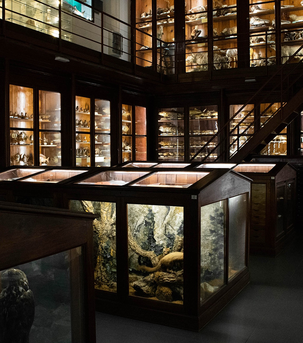 Musei